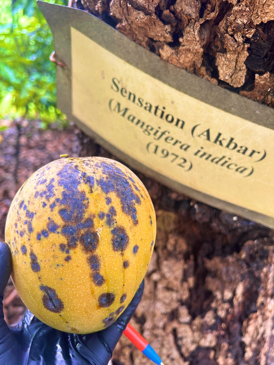 Tropical Plant Clinic & Research Lab (@clinicplant) on Twitter photo Hot 🥵, humid ⛈️, and lots of 🦟, but great opportunity to collect observational data on anthracnose susceptibility (under natural conditions) in our #mango 🥭 germplasm collection at <a href="/UFTropical/">UF IFAS Tropical Research and Education Center</a> 🤓 <a href="/UFPlantPath/">UF/IFAS Plant Pathology Department</a> <a href="/UF_IFAS/">UF IFAS Solutions</a> <a href="/APS_PHC/">APS Postharvest Pathology Committee</a> <a href="/APS_Tropical/">APS Tropical Plant Pathology Committee</a> <a href="/FDACSDPI/">FDACS-Plant Industry</a> <a href="/FPSFloridaPhyt1/">FPS_FloridaPhytoPath</a> Hot 🥵, humid ⛈️, and lots of 🦟, but great opportunity to collect observational data on anthracnose susceptibility (under natural conditions) in our #mango 🥭 germplasm collection at <a href="/UFTropical/">UF IFAS Tropical Research and Education Center</a> 🤓 <a href="/UFPlantPath/">UF/IFAS Plant Pathology Department</a> <a href="/UF_IFAS/">UF IFAS Solutions</a> <a href="/APS_PHC/">APS Postharvest Pathology Committee</a> <a href="/APS_Tropical/">APS Tropical Plant Pathology Committee</a> <a href="/FDACSDPI/">FDACS-Plant Industry</a> <a href="/FPSFloridaPhyt1/">FPS_FloridaPhytoPath</a>