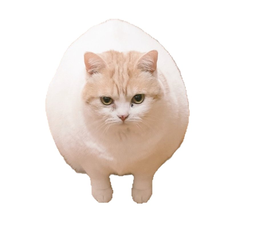 まさまさ(猫) on X: 