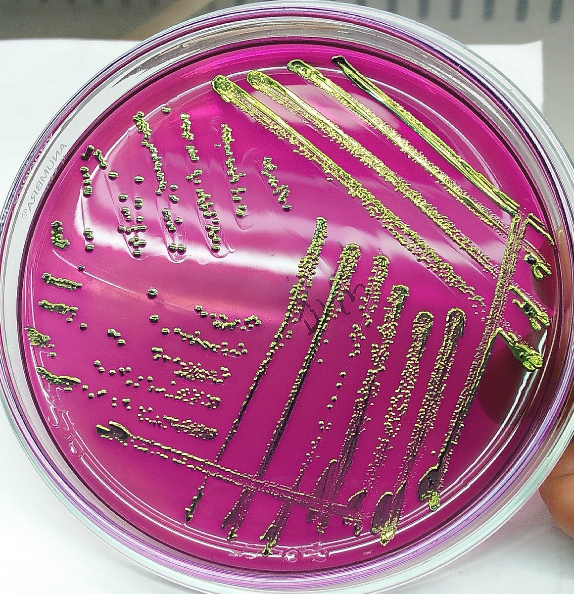 Prof. Dr. Md. Tanvir Rahman, FBAS tweet media