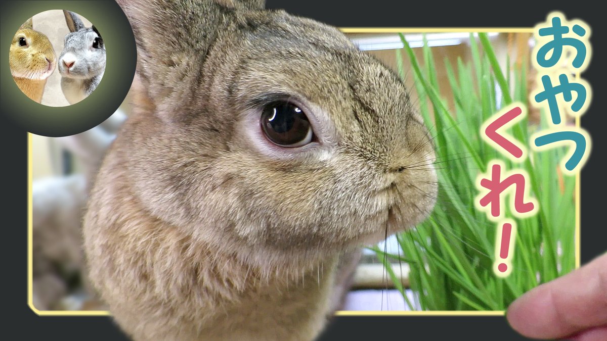 月うさぎ いつもありがとうございます(⁎ᴗ͈ˬᴗ͈⁎)..*゜ つきうさ˙˚ ᕱ⑅ᕱ ɞ˚˙ on X: 