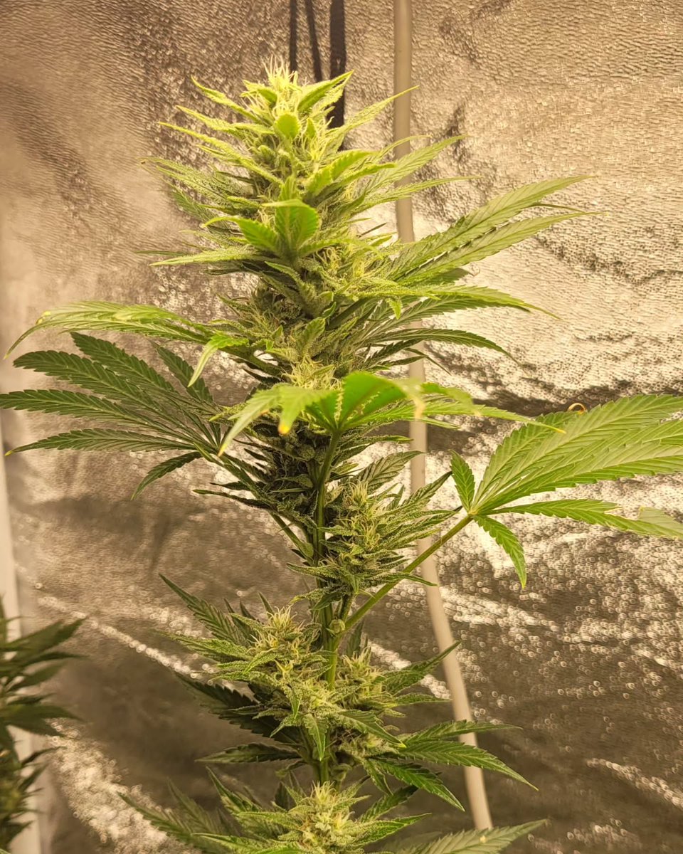 Run 2024 - Tag 98 - BW 6
Heute schreibe ich einfach mal nicht so viel. Sondern zeige einfach mal paar Blütenbilder.