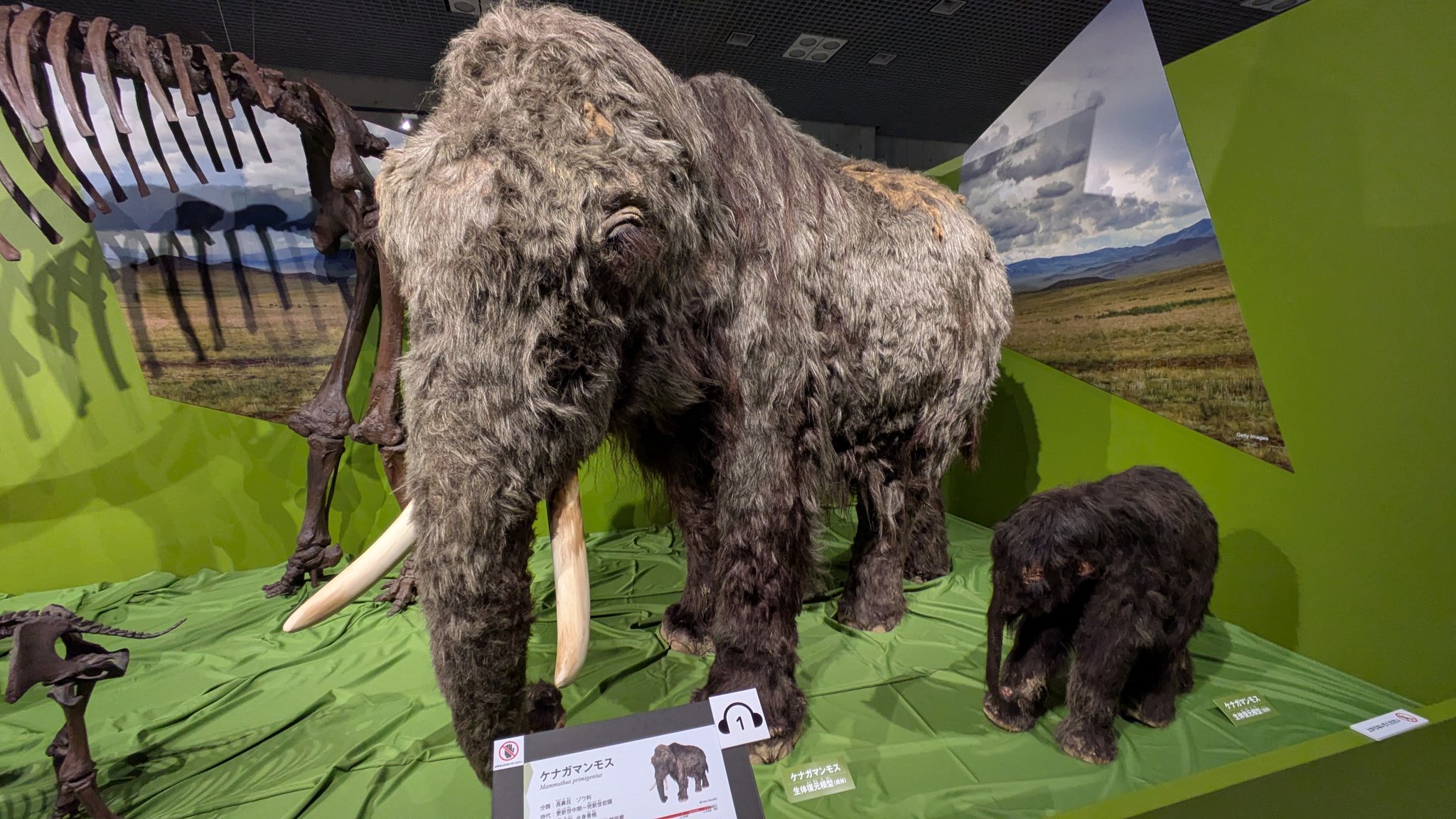 希少　氷河期マンモス標本標本 氷河期展】 日本初公開の頭骨や絶滅動物の骨格標本、イメージし