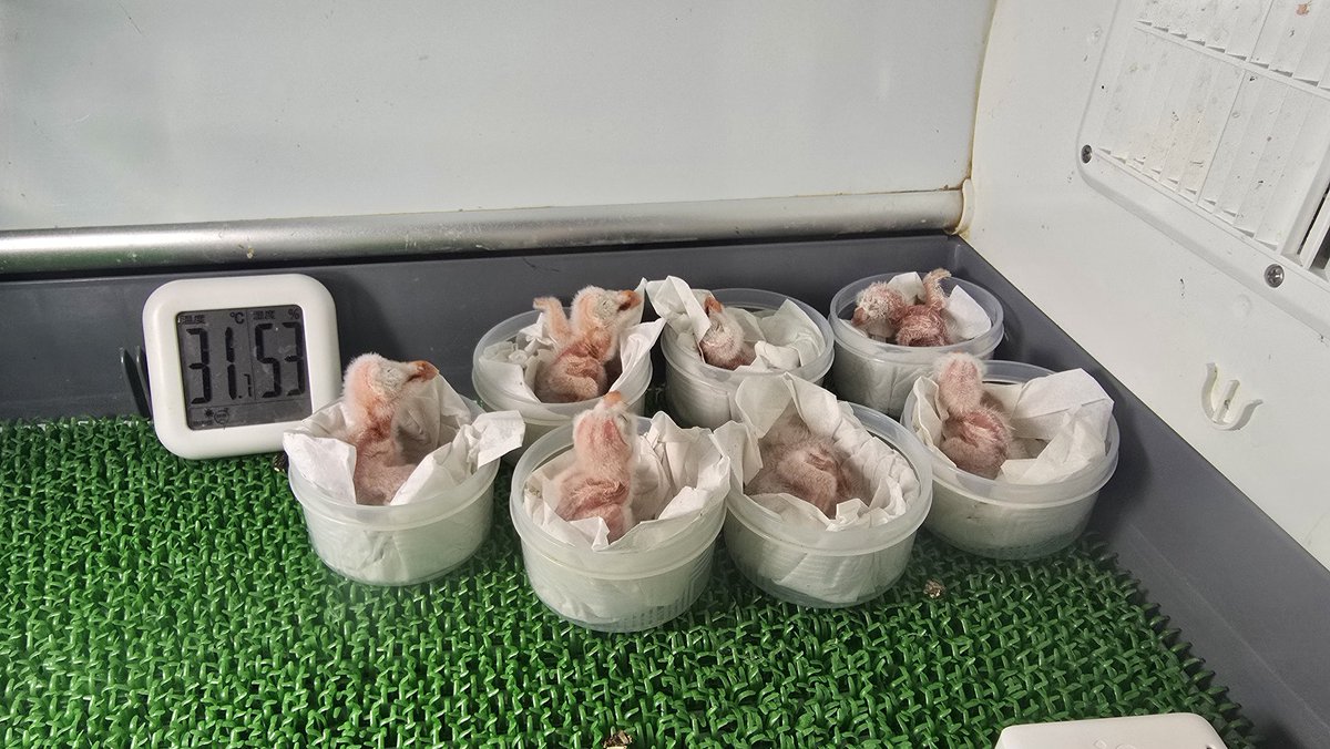 ltdfukurou's tweet image. いつもフクロウカフェ「ふくろうの家」をご利用いただき、ありがとうございます🦉
厳しい猛暑が続いていますね🥵💦
当店は明日・明後日の土日に12時から元気に営業します！涼しい店内でフクロウたちと触れ合って、癒やしのひとときを過ごしませんか？皆様のお越しを心よりお待ちしております✨…