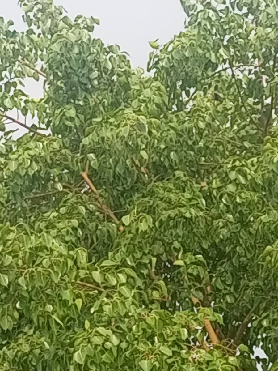🚩 Sophie Rain   PORN 🚩
