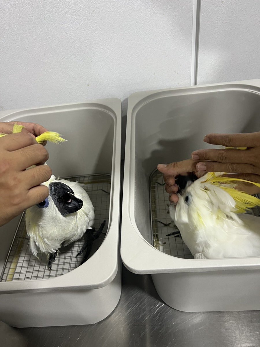 珍しいタイプのハイブリッドが、タイ王国のバンコクバードパークの方で生まれて、元気に育ってます。

ルリメタイハクとキバタンのヒナちゃんです。

ご興味のある方は、TOPに記載の情報をご記載の上ご連絡下さいませ。

#ペットの気まぐれ
#ルリメキバタンハイブリッド
#大型オウム #大型インコ