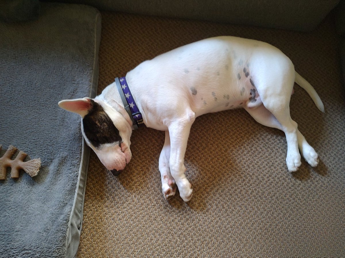 rexthetvterrier's tweet image. Goodnight everyone 💞. Dream of a better world ☮️. I know that's not easy right now. #Goodnighteveryone #KindnessMatters #WeMissYouRex #Dogs #LoveYouRex #SweetDreamsSpike