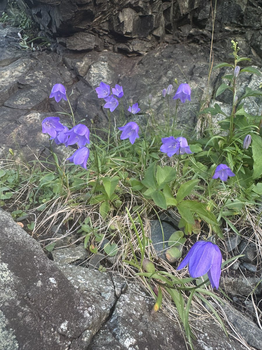 LeighGi66657535's tweet image. We did some amazing hiking this week with our extended family. First hiking post surgery and had no issues finally.🙂
The wild harebells cling to the cliffs out here, and I just adore them for their tenacity.🙂