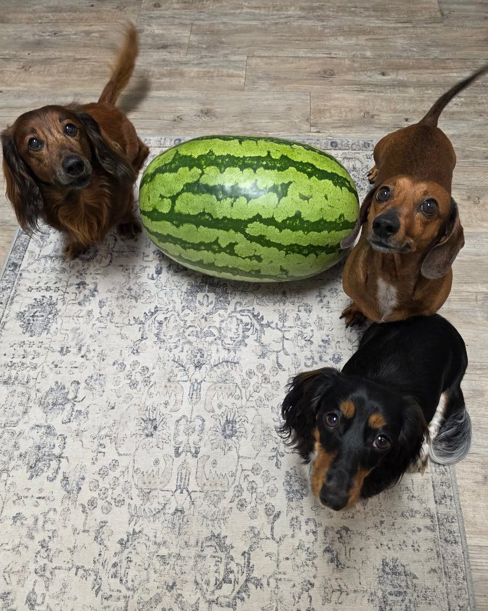 Dachshund (@daschundlovers2) on Twitter photo 