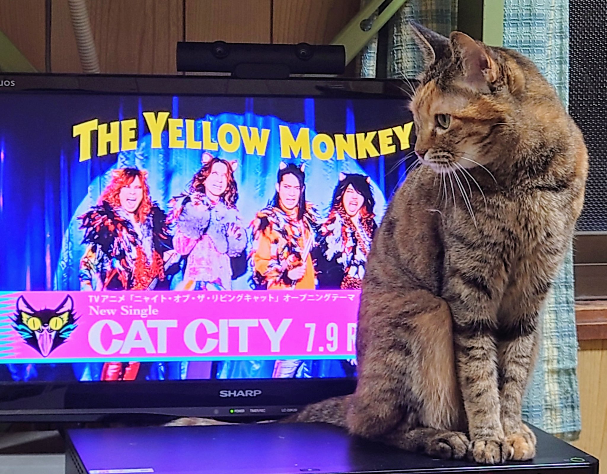 【即購入OK】ともやん 猫サンキューVer. 奈良の愛らしい猫のお店 猫雑貨さんちこ😺 on X: 