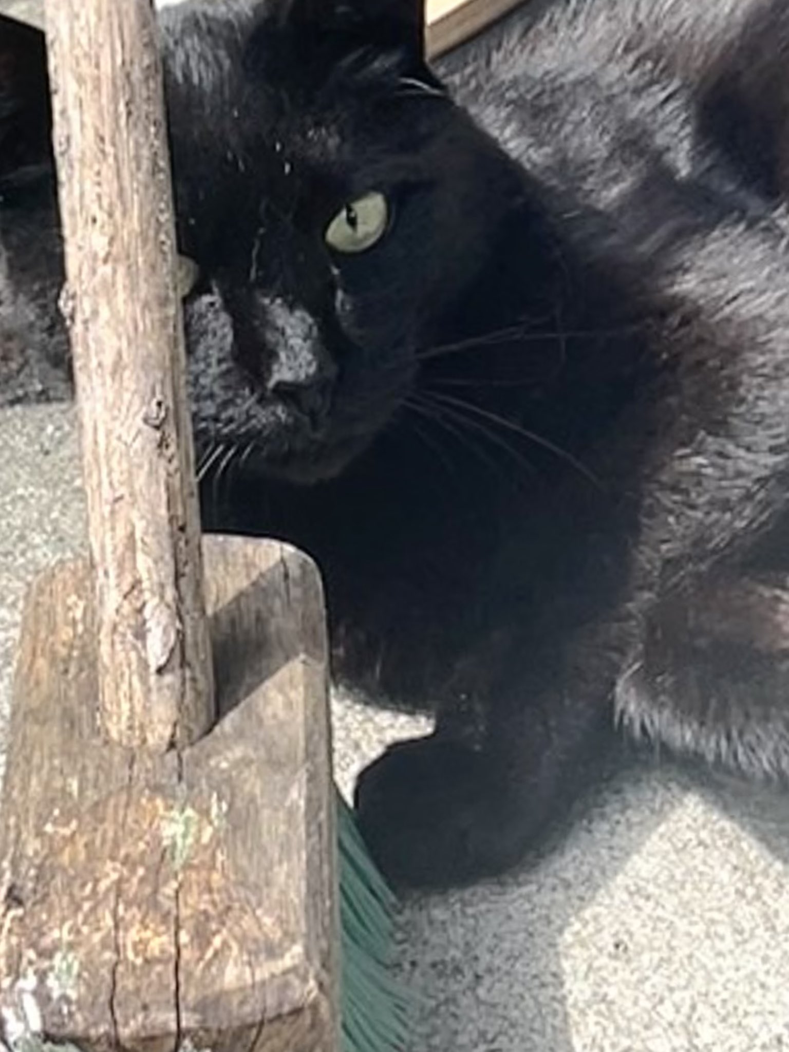 黒猫2 黒猫こんぶの飼い主 on X: 