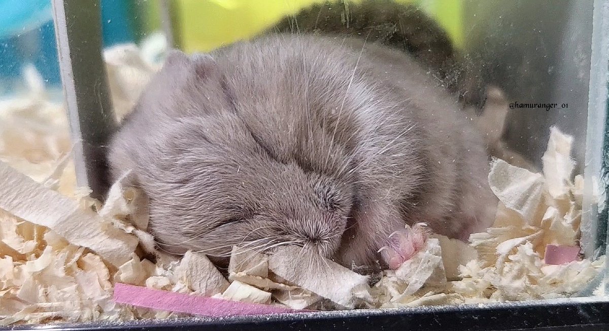 hamuranger_01's tweet image. Before ← 🐹 → After
…鼻💦
~Black eyed Lilac
#キャンベルハムスター
#ハムスター