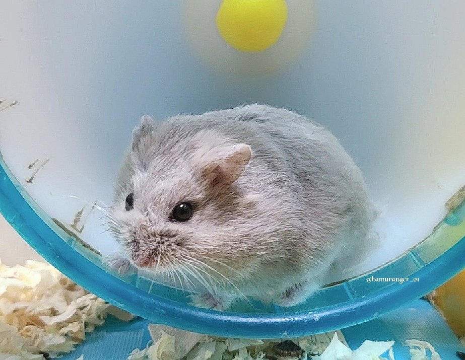 hamuranger_01's tweet image. Before ← 🐹 → After
…鼻💦
~Black eyed Lilac
#キャンベルハムスター
#ハムスター