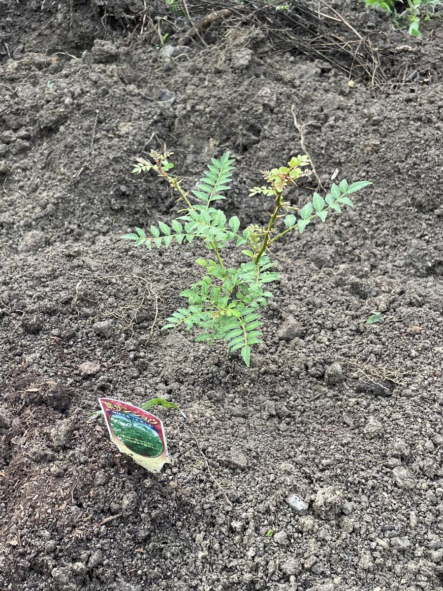 私の農園、ウメが実り枝豆や山椒が成長！

さて参院選。政党や候補者を選ぶ物差しを私が皆様にお示しするなら「覇道か、王道か」

注目の参政党。神谷さんは理想の政治の姿として徳川家康を挙げ、行き過ぎた外国との交わりや合理主義を控え国内の農業や教育など内需を起こす、日本ファーストと。