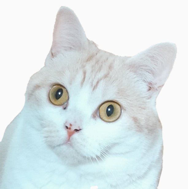 まさねこ まさまさ(猫) on X: 