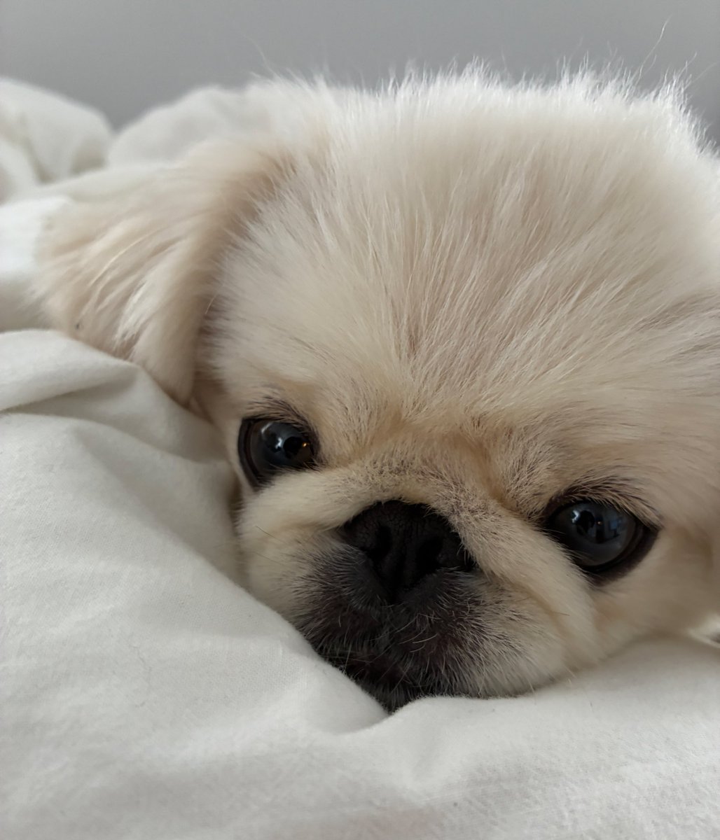 good_bye's tweet image. あなた今日もかわいいね

突然ですが、おかーちゃん今日からゼンデイヤを目指そうと思うんだ