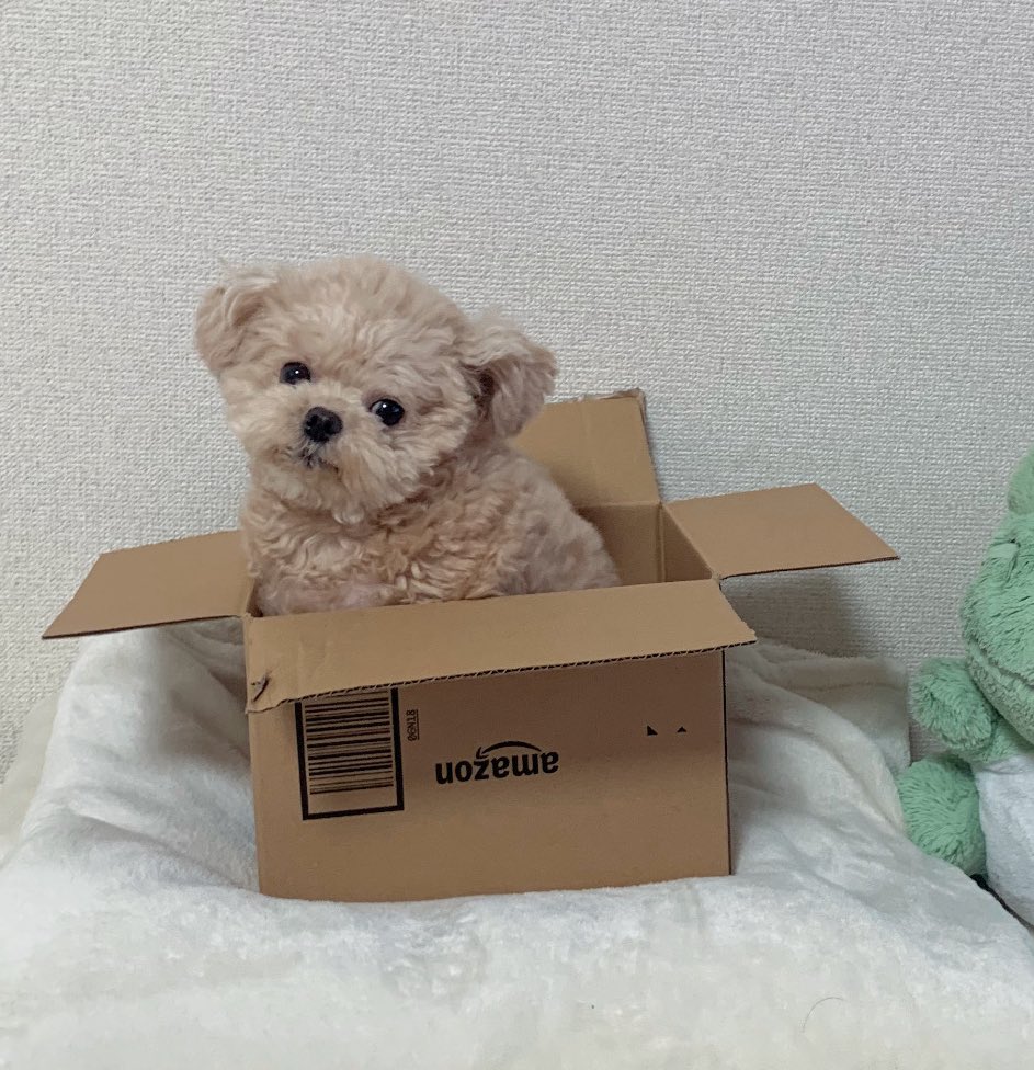 Fuwanopapa's tweet image. もうここから動かない🧸

#ポメプー