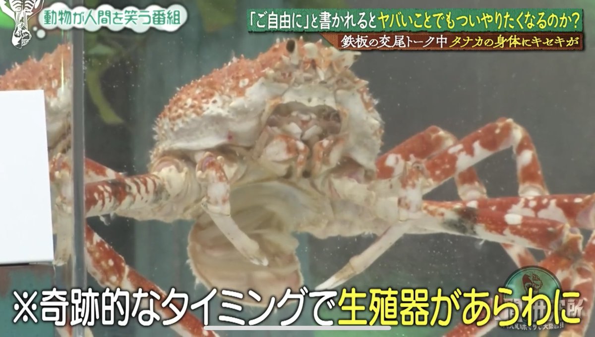 【衝撃映像】カニ(アンガ田中)が交尾トーク中に起こしたとんでもない奇跡。
#人間研究所 #TVer