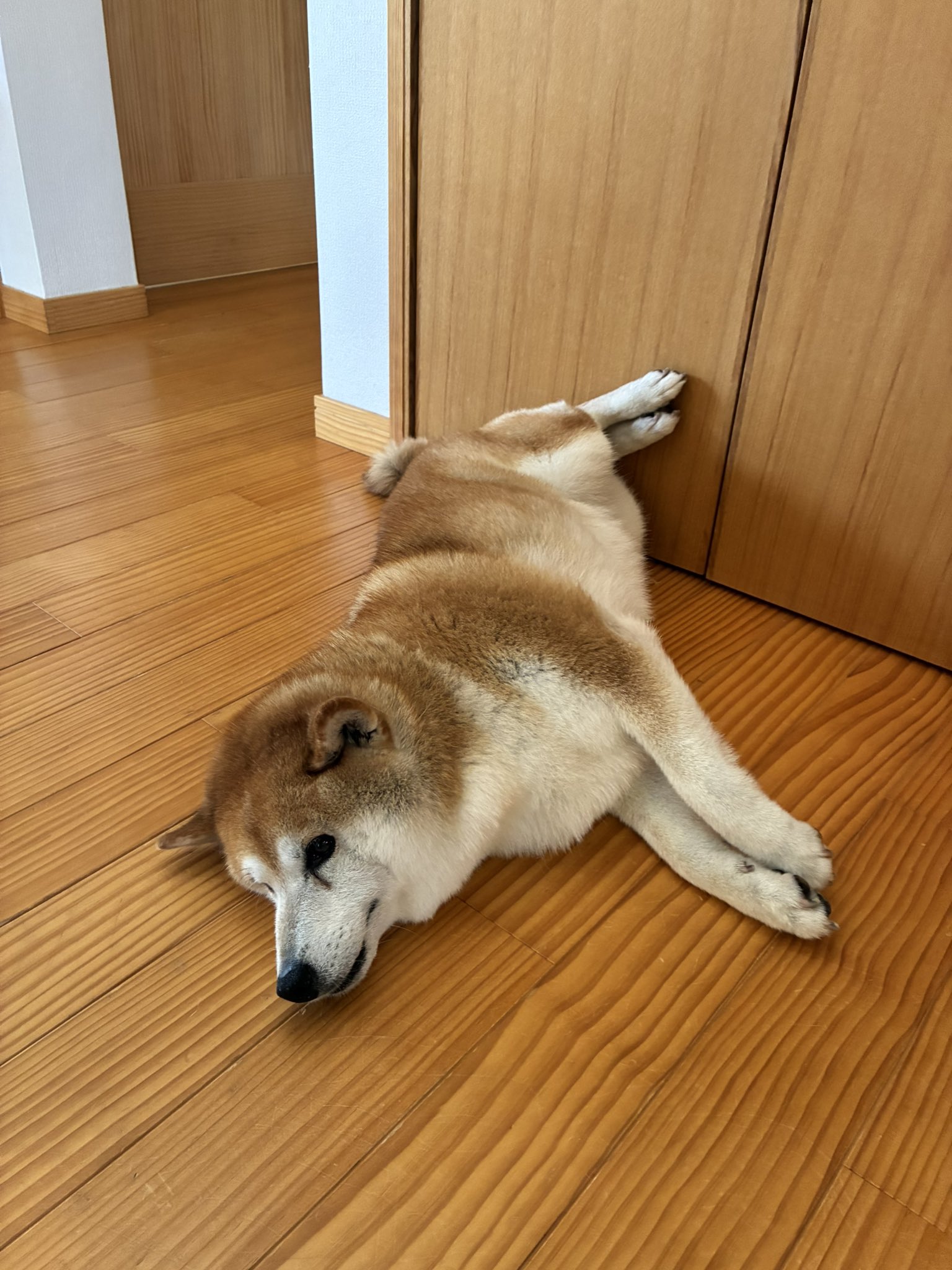 犬 柴犬あきちゃん(繁殖引退犬)🍑 on X: 