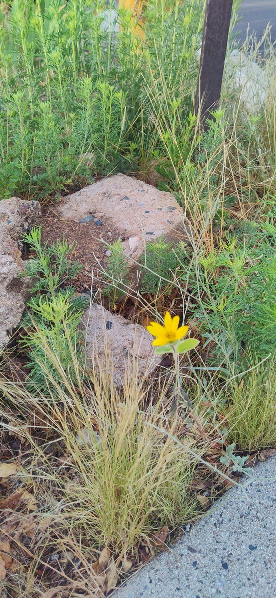 AudreySemprun's tweet image. A mellow day
captured in
innocent beauty
and framed in
the art of the soul
#vss365