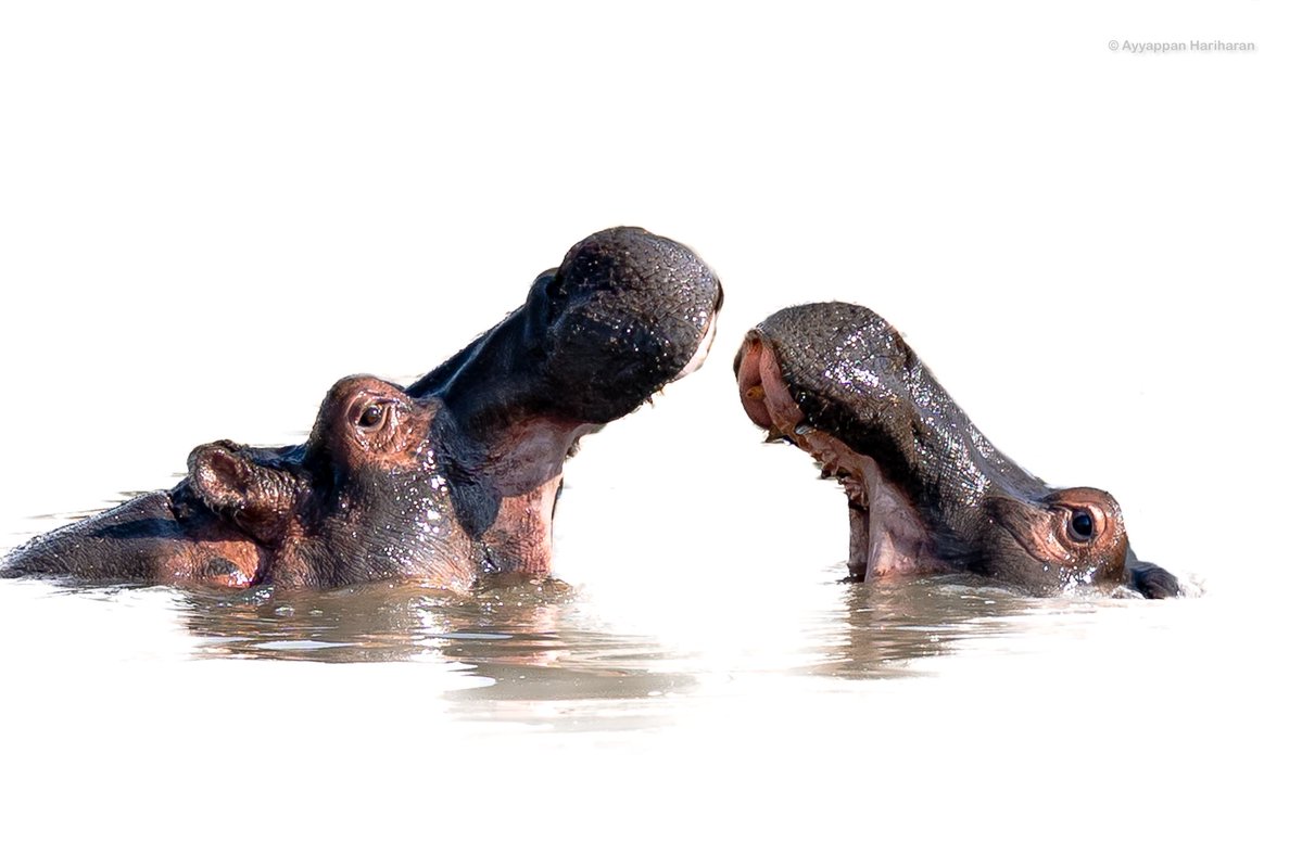 passivelyactive's tweet image. The big fight.
Hippos get into a tiff in a pool at Masai Mara.
#IndiAves #BBCWildlifePOTD #natgeoyourshot #natgeoindia #SonyAlpha