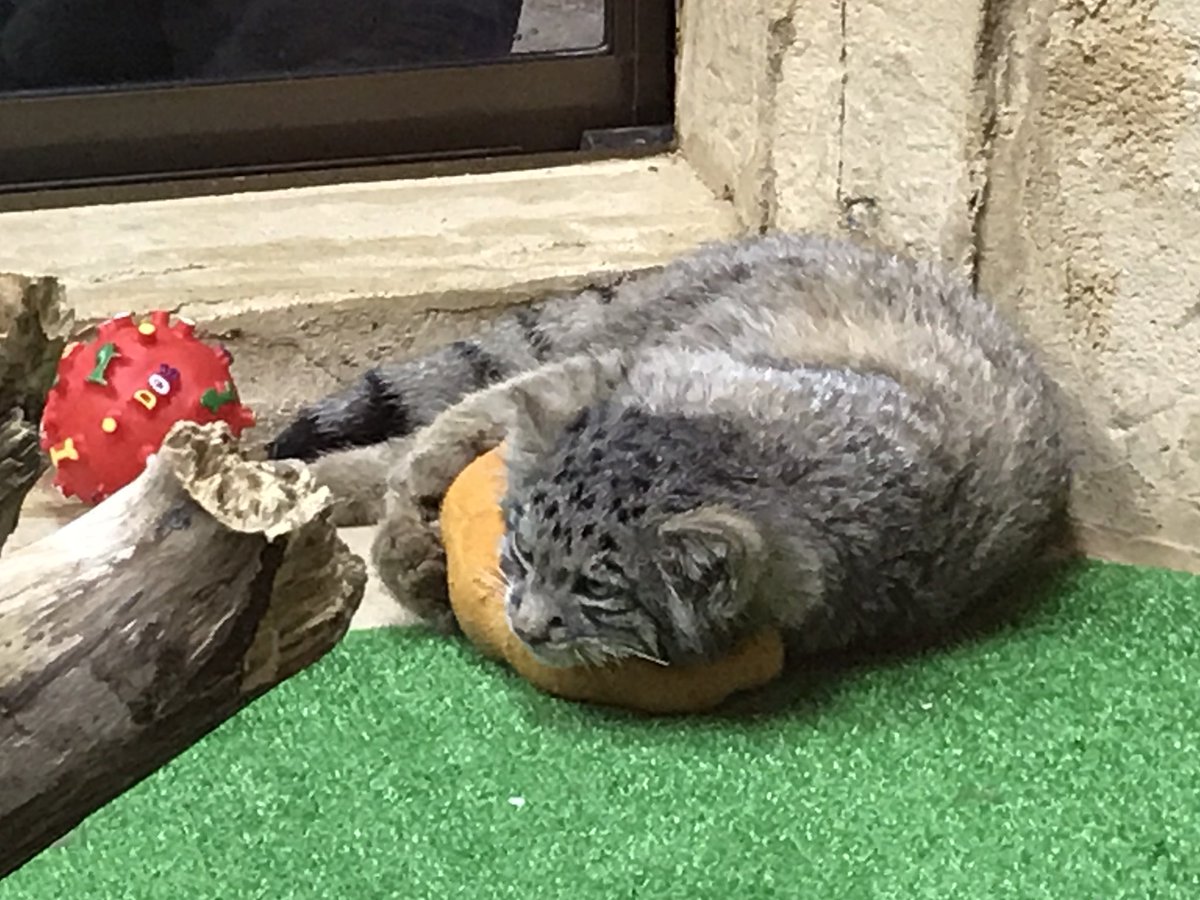 mitaka_doooon's tweet image. 本日のマヌルネコです🐱

オモチャ離さにゃい。

#マヌルネコ #アズ 
#那須どうぶつ王国
