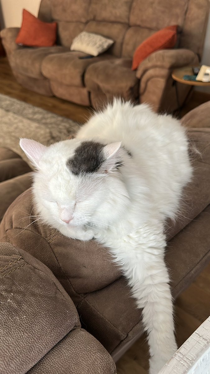 BuzzingKneeBees's tweet image. Loaf🥰
