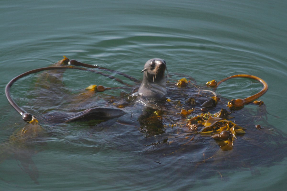 This may be this fur seal pup’s 1st solo adventure to find food. They nurse for @ 4 months. Once they're weaned, they leave the nesting site until next year when they will return to the breeding grounds to lounge in haulouts (breeding grounds outskirts for juveniles).