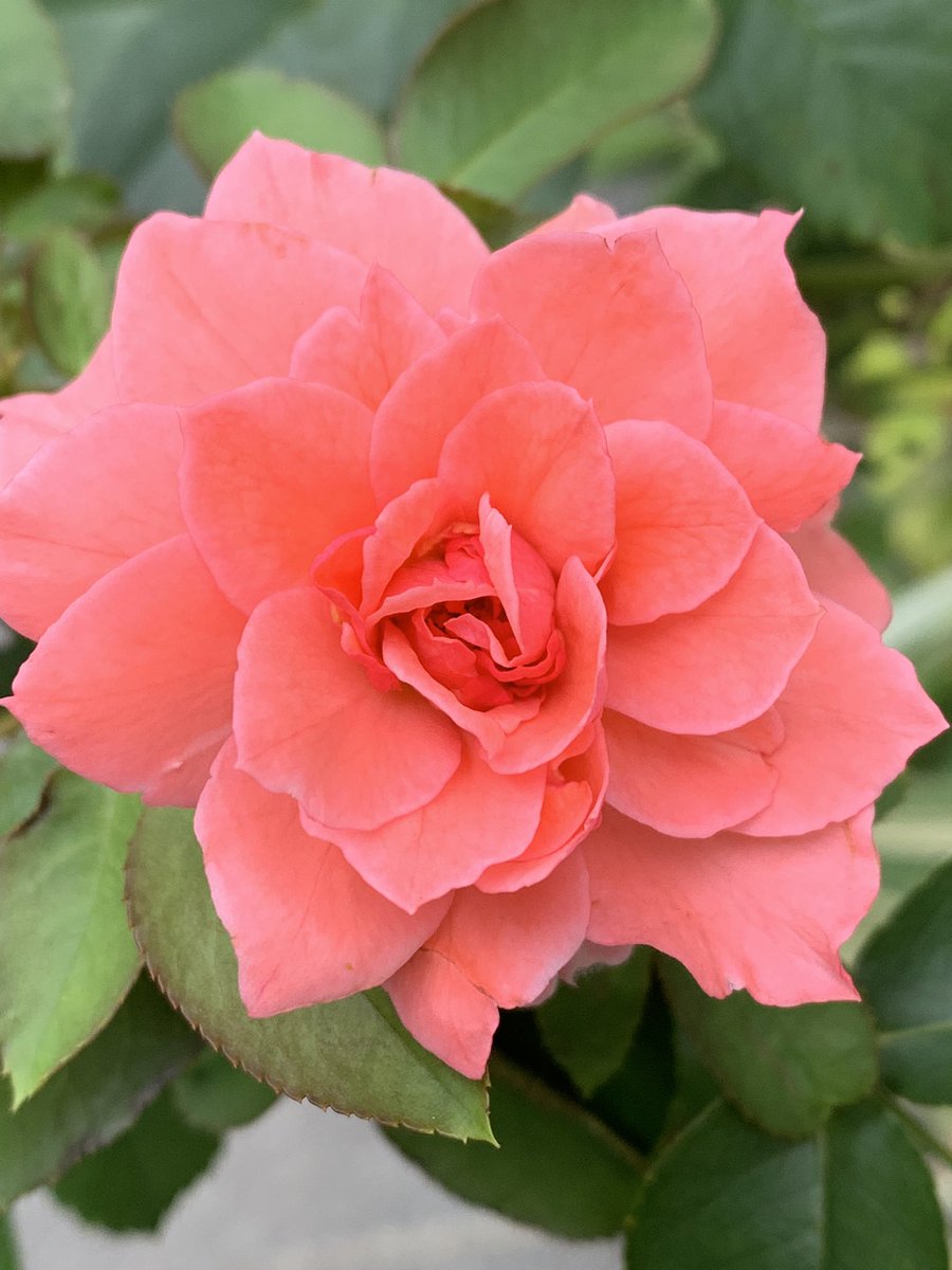 M46amrita's tweet image. 路地裏のバラ図鑑。うだるような蒸し暑さの中、クール!に咲くこの花を見て思わず顔がほころんだ。カルペディエム、今日も美しき一日でありますように。