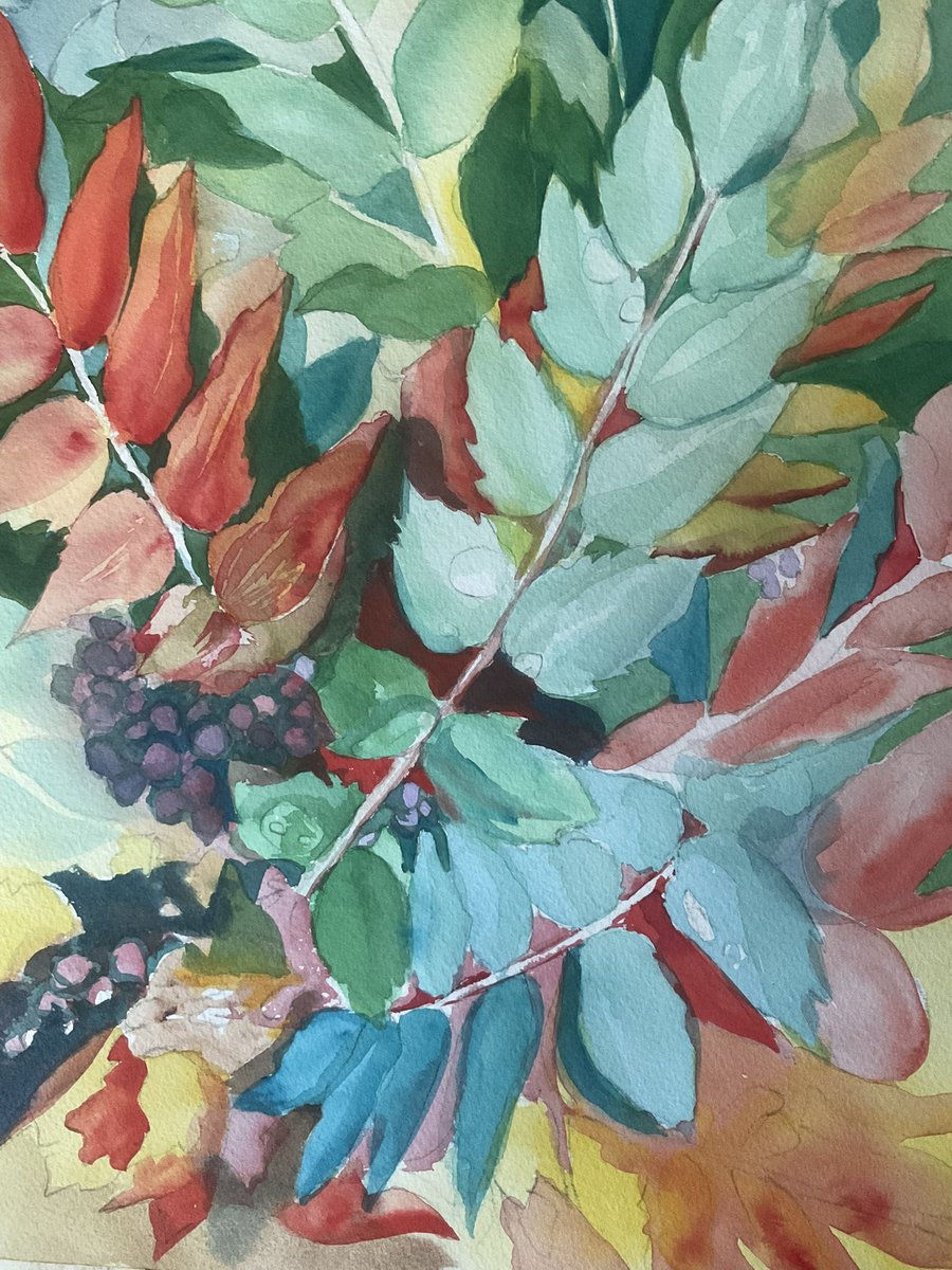 SoniaMocnik's tweet photo. @fedofcdnartists Working on more of the colour nuances in the Mahonia plant. The Oregon grape or Mahonia has waxy leaves and changes its colours once it starts to bear fruit.  As my muse, it has everything to practise from colour mixing to negative painting in my preferred medium of watercolour. https://t.co/cds4mCxj4W