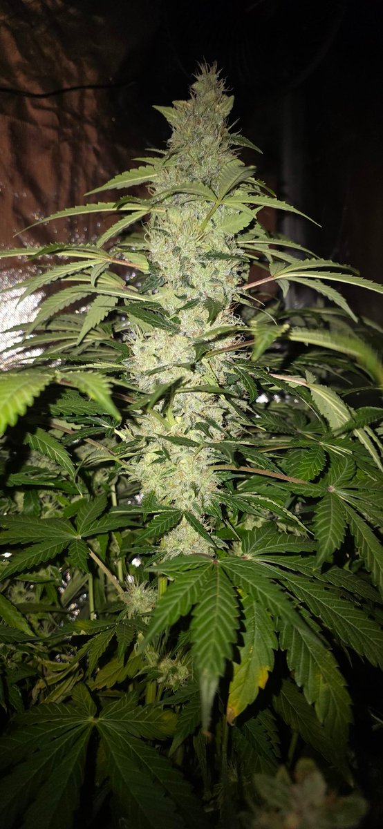 Good evening everyone.
🍌🍌🍌💣💣💣💥💥💥