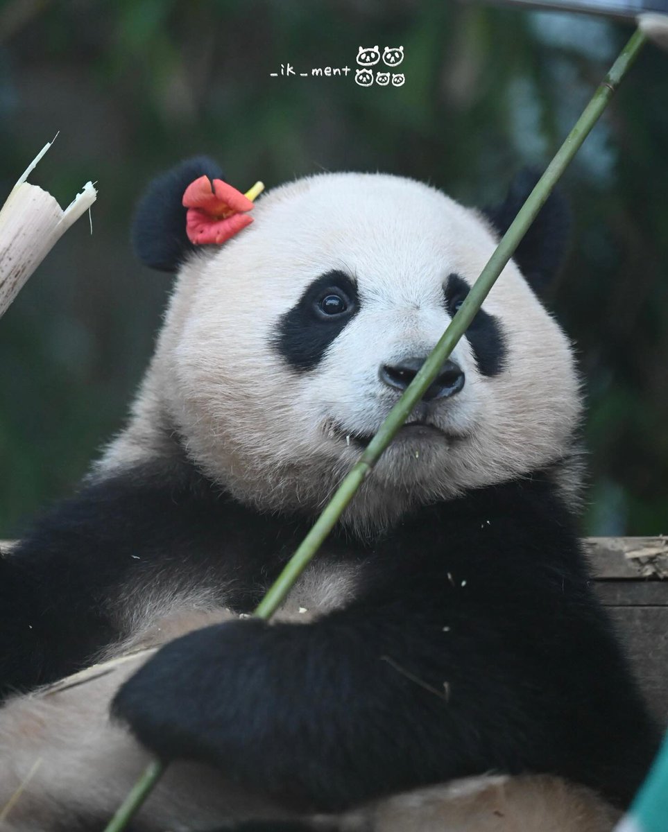 후이도 천년돌 할뚜이떠🐼🌺