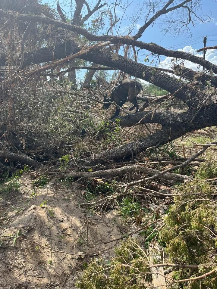 GovernorKayIvey's tweet image. I’ve been closely following Alabama’s response efforts in Texas. Our task forces — including AL-TF1’s K-9 team — continue to operate at full strength.
These brave folks and their four-legged teammates are doing good work in difficult conditions.
We’re proud of them. #alpolitics