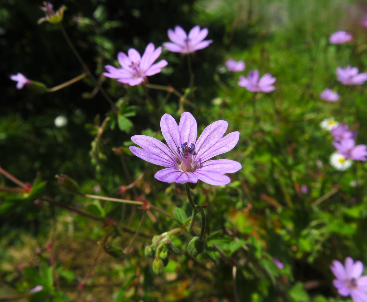 MatthewShute's tweet image. May this plethora of purplish petals increase your peace
#FlowersOnFriday
🌿 💜 💜 🌿