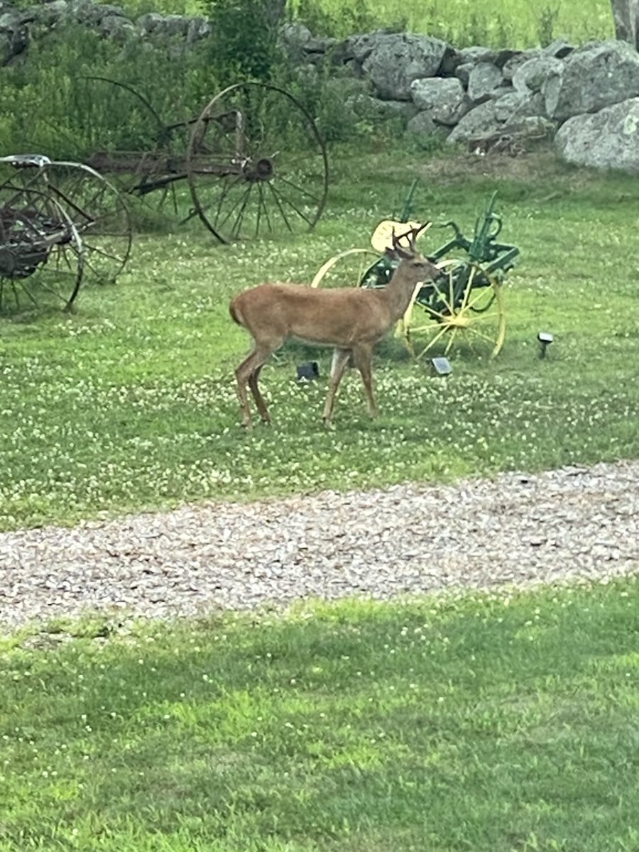 One of the males showed up tonight. It is rare to see them with their beautiful antlers 🦌