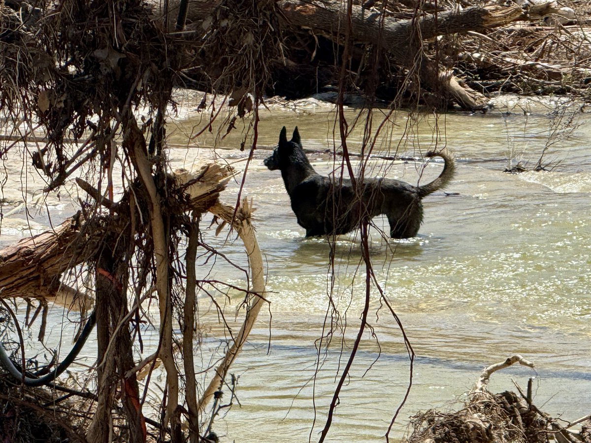 BettieCrossTV's tweet image. Search crews, cadaver dogs, and debris removal teams worked a week and a half to find Travis County's 10 missing flood victims.
Of the 10 bodies recovered, seven have been positively identified. Identifying the remaining three will likely end recovery efforts. @cbsaustin