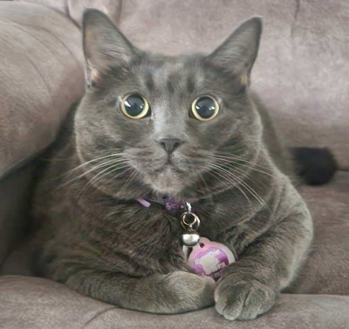 LoweCatheryne's tweet image. I took a much needed break from X. During that time my BFF (best fluffy friend) crossed over the Rainbow Bridge.
Master Chief, you were the best cat in the whole wide world! I miss you. Thank you for getting me through so much.