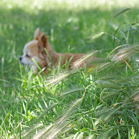 Watch out for Foxtails this summer. The barbed tip of a foxtail can easily get stuck in your pet’s body causing infections or worse. So please take precautions while outdoors #SFSPCAtipsandtricks 🐾 sfspca.org/blog/protect-y…