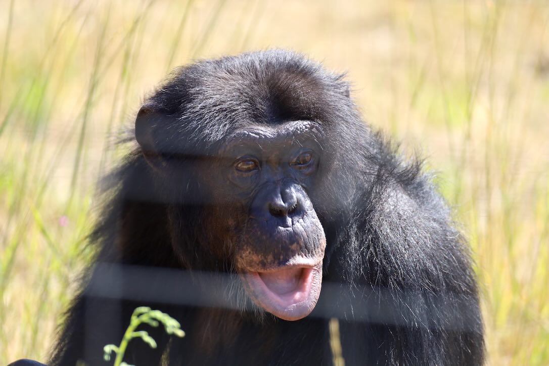 ChimpSanctuary's tweet image. Who&apos;s That Boy? ...It&apos;s George! -  chimpsnw.org/2025/07/whos-t…