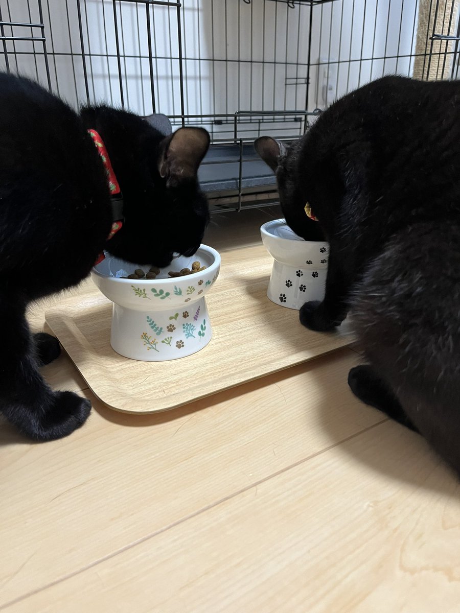 satuki_neconeco's tweet photo. 今日も暑くなりそうだから、しっかり食べてね
#黒猫
#BlackC
#猫の居る暮らし
#ねこのいるせいかつ https://t.co/NK0g5Yg3nR