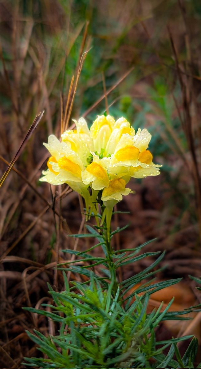 asterisque79's tweet photo. Linaria vulgaris 💛
True toadflax
#toadflax #flower #photography https://t.co/89aCevgiN1