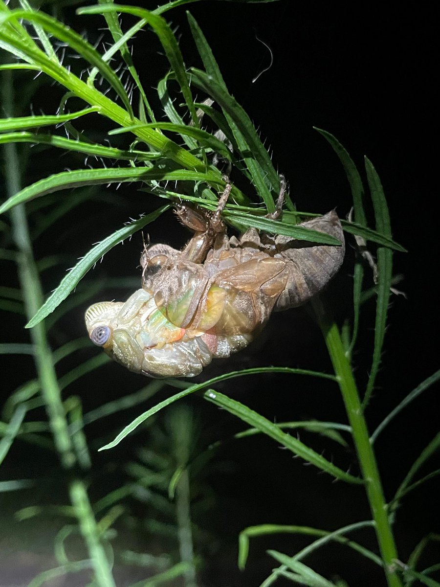 onlyFAUNA's tweet photo. During the June and July rains in Texas. If there were good rains like this year, the cicada larvae emerge from the ground after years of larval life under our feet. Each night hundreds of cicadas emerge after a rainy day or storm and the copperheads eagerly await them 🧵 #Texas https://t.co/ECaFKzVeii