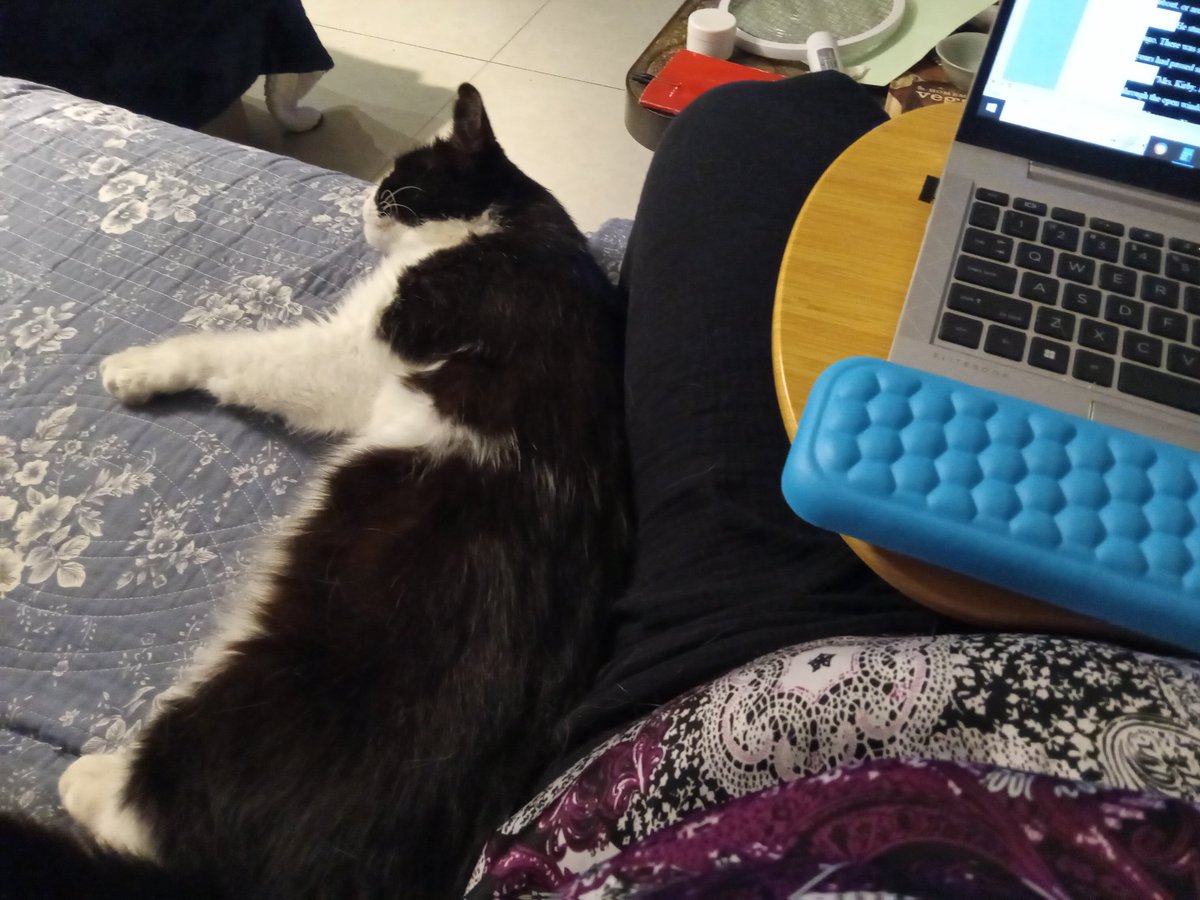 Such a snuggler. Great #cat