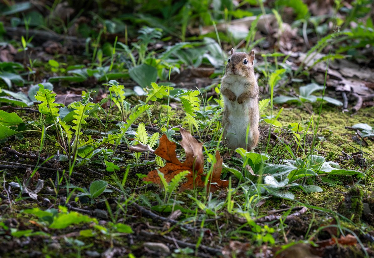 JocAPhotography's tweet image. An Eastern Chipmunk watches the nature trail 🐿️