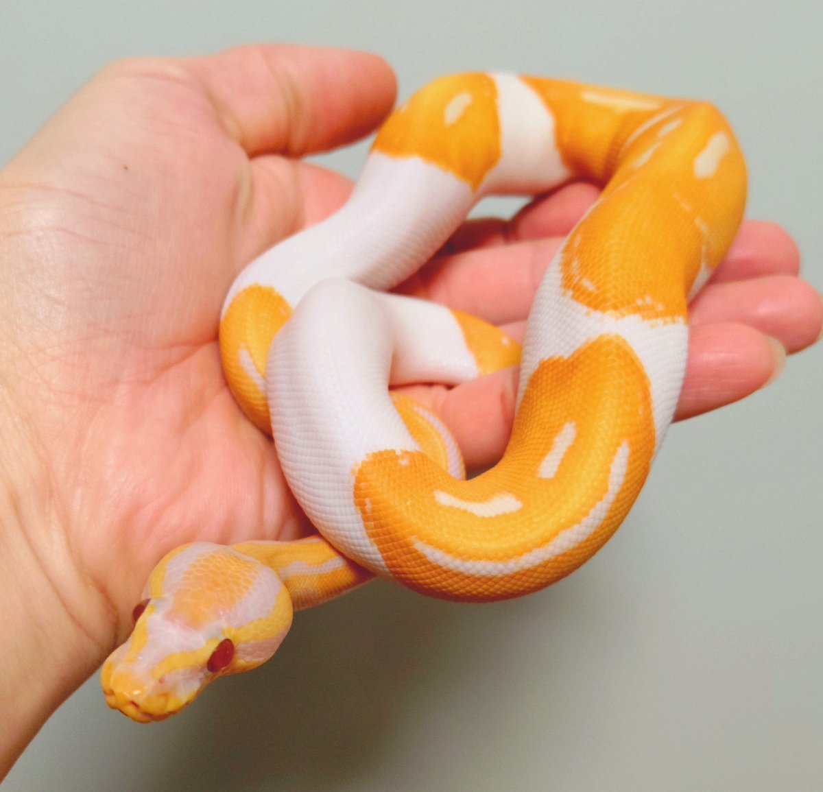 wanted_to_pet's tweet image. 今朝のメンテはメム🐍
最近は毎日尿酸を出さなくなったね👍
絵文字もニッコリ😊
#ボールパイソン
ドリームシクル