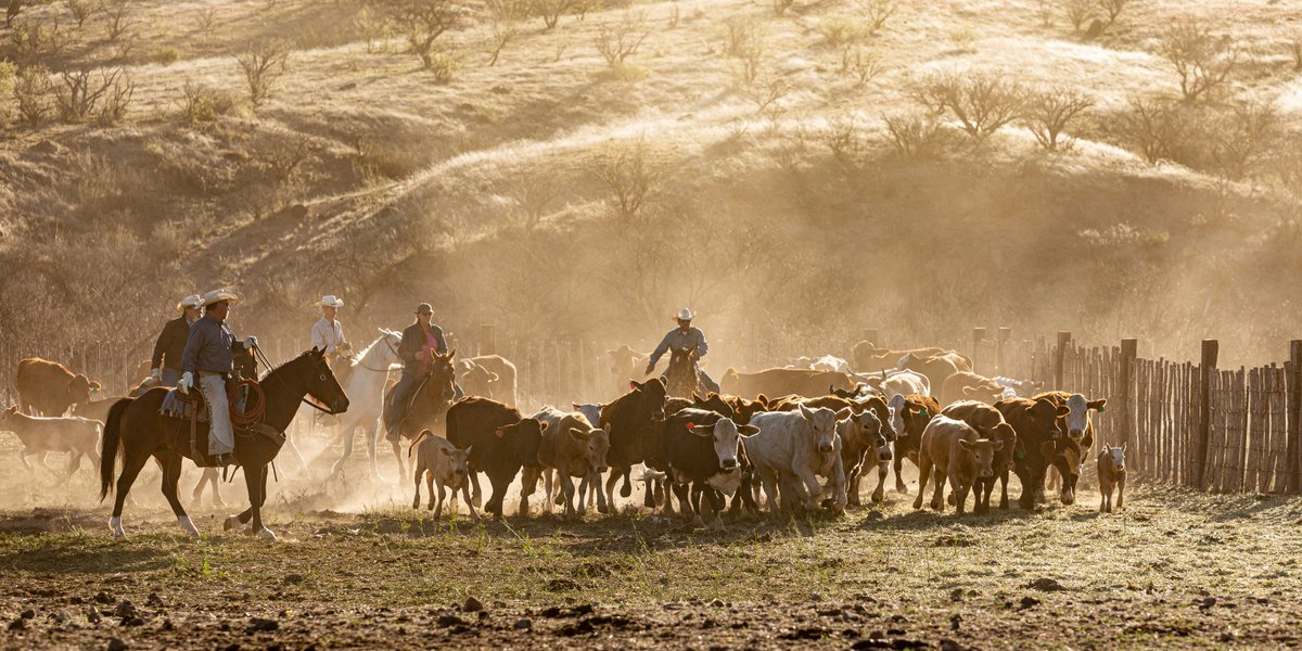 RCALFUSA's tweet image. Don’t sit on the sidelines. It’s time to stand up for your industry. This industry is worth fighting for. But we can’t do it without you.
R-CALF USA is the only national cattle group fighting solely for America's independent ranching families. We work across all three branches…