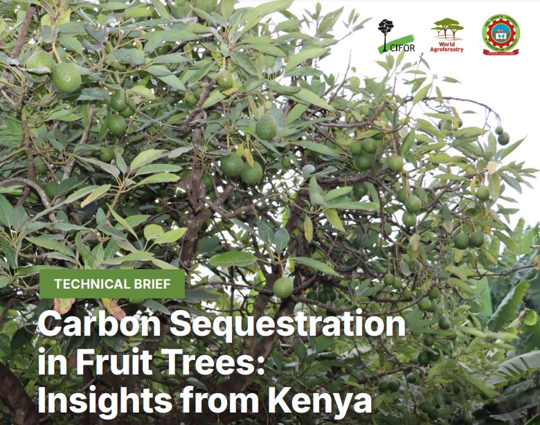 CIFOR-ICRAF (@cifor_icraf) on Twitter photo πFruit trees store carbon, support livelihoods, and boost food security.
This study provides simple tools for farmers to estimate carbon in their trees, empowering them in carbon markets & boosting agroforestry efforts.
Read:π bit.ly/4aCcabl
<a href="/ACIARAfrica/">ACIAR in Eastern and Southern Africa</a> <a href="/WangariCM/">Prof Catherine Muthuri (PhD, EBS)</a> πFruit trees store carbon, support livelihoods, and boost food security.
This study provides simple tools for farmers to estimate carbon in their trees, empowering them in carbon markets & boosting agroforestry efforts.
Read:π bit.ly/4aCcabl
<a href="/ACIARAfrica/">ACIAR in Eastern and Southern Africa</a> <a href="/WangariCM/">Prof Catherine Muthuri (PhD, EBS)</a>