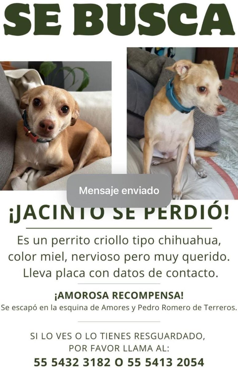 Sandra Segovia. Todos Somos Animales sí también tú (@segoviasan) on Twitter photo #CDMX ayúdanos a encontrar a Jacinto
<a href="/MascotasSismo/">Mascotas Sismo</a> @CaninaAmber <a href="/UbicapetMexico/">UBICAPET MÉXICO</a> <a href="/PerrosPerdidosA/">Mascotas perdidas</a> <a href="/PerrosPerdidosA/">Mascotas perdidas</a> <a href="/PrrosPerdidosMX/">PerrosPerdidosMx</a> <a href="/PerdiMiMascota/">PerdiMiMascota</a> <a href="/PerdiDogsMx/">PerdiDogsMx</a> <a href="/lawera33/">Perros Encontrados sin su dueño</a> <a href="/mascotasdifunde/">Difusión de mascotas</a> #CDMX ayúdanos a encontrar a Jacinto
<a href="/MascotasSismo/">Mascotas Sismo</a> @CaninaAmber <a href="/UbicapetMexico/">UBICAPET MÉXICO</a> <a href="/PerrosPerdidosA/">Mascotas perdidas</a> <a href="/PerrosPerdidosA/">Mascotas perdidas</a> <a href="/PrrosPerdidosMX/">PerrosPerdidosMx</a> <a href="/PerdiMiMascota/">PerdiMiMascota</a> <a href="/PerdiDogsMx/">PerdiDogsMx</a> <a href="/lawera33/">Perros Encontrados sin su dueño</a> <a href="/mascotasdifunde/">Difusión de mascotas</a>