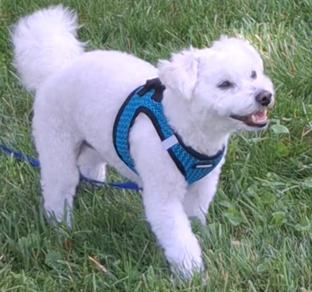 ZapataRex's tweet image. 💜💐🌹🦴🐶🐾Happy Bubba.