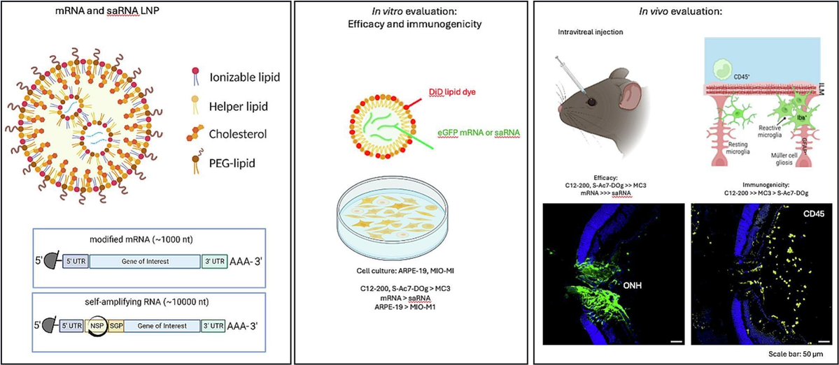 JCRnEDITORS's tweet image. Efficacy versus immunogenicity of LNP-mediated delivery of mRNA and self-amplifying RNA upon intravitreal injection in the mouse eye.
| Katrien Remaut @UGent_Pharma |
[50 days&apos; free access]
#intravitreal #RNAdelivery 
kwnsfk27.r.eu-west-1.awstrack.me/L0/https:%2F%2…