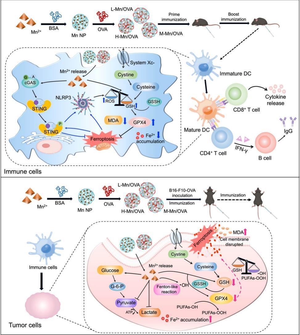 JCRnEDITORS's tweet image. Manganese oxide nanoparticle acts as a promising immune adjuvant via tuning ferroptosis signaling.
| Yuhong Jiang @swjtumedia |
[50 days&apos; free access]
#adjuvant #ManganeseOxide #ferroptosis
kwnsfk27.r.eu-west-1.awstrack.me/L0/https:%2F%2…